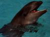Hybrid Animals: Wolphin