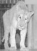 Hybrid Animals: Tigon