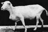 Hybrid Animals: Sheep-goat chimera (Geep)