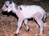 Sheep-goat chimera - Wiki