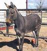 Zonkey (zebra-donkey hybrid)