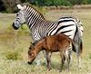 Zonkey (zebra-donkey hybrid)