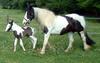 Gypsy Vanner horse - Wiki