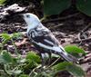 A piebald (Leucistic) Common Grackle - Quiscalus quiscula