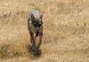 Italian Wolf (Canis lupus italicus) - Wiki