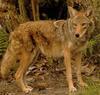 Coywolf (Coyote-Wolf Hybrid) - Wiki