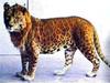 Leopon (Leopard-Lioness Hybrid) - Wiki