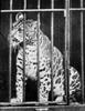 Pumapard (Puma-Leopard Hybrid) - Wiki