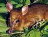 Leaf Muntjac (Muntiacus putaoensis) - Wiki