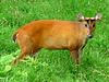 Muntjac (Subfamily: Muntiacinae, Genus: Muntiacus) - Wiki