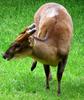 Reeves's Muntjac (Muntiacus reevesi) at Cologne Zoo