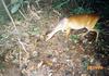 Bornean Yellow Muntjac (Muntiacus atherodes) - Wiki