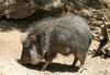 Chacoan Peccary (Catagonus wagneri) - Wiki