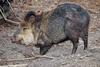 Peccary (Family: Tayassuidae) - Wiki