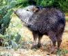 Chacoan Peccary (Catagonus wagneri)