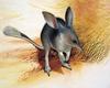 Lesser Bilby (Macrotis leucura) - Wiki