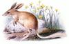 Bilby (Family: Thylacomyidae, Genus: Macrotis) - Wiki