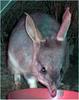 Greater Bilby (Macrotis lagotis) - Wiki