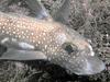 Spotted Ratfish (Hydrolagus colliei)