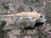 Spotted Ratfish (Hydrolagus colliei)