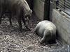 Babirusa (Babyrousa babyrussa) pair