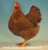 Wyandotte - Partridge Bantam Hen