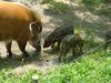 Red River Hog (Potamochoerus porcus) - Wiki