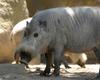 Bearded Pig (Sus barbatus)