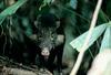 Celebes Warty Pig (Sus celebensis) - Wiki