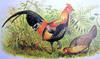 Red Junglefowl (Gallus gallus) - Wiki