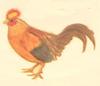 Sri Lanka Junglefowl (Gallus lafayetii) - Wiki