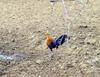 Sri Lanka Junglefowl (Gallus lafayetii)