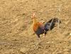 Sri Lanka Junglefowl (Gallus lafayetii) - crop