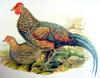 Grey Junglefowl  (Gallus sonneratii) - Wiki