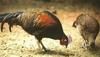 Green Junglefowl (Gallus varius) - Wiki