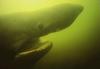 Basking Shark (Cetorhinus maximus) head