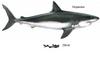 Megatooth Shark (Carcharodon megalodon) - Wiki