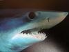 Shortfin Mako Shark (Isurus oxyrinchus) head