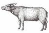 Tamaraw (Bubalus mindorensis) - Wiki