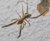 Camel Spider (Order: Solifugae) - Wiki