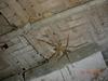 Camel Spider (Order: Solifugae) from India