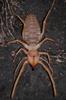 Sun Spider (Order: Solifugae) from USA