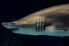 Grey Nurse Shark (Carcharias taurus)