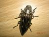 방아벌레를 닮은 소나무비단벌레