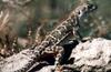 Blunt-nosed Leopard Lizard (Gambelia sila) - Wiki
