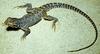Baja California Leopard Lizard (Gambelia copei) - Wiki