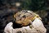 Short-horned Lizard (Genus: Phrynosoma) - Wiki