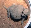 Roundtail Horned Lizard (Phrynosoma modestum)