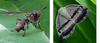 알려주세요. -- 검정가슴벌붙이파리(추정), 남쪽날개매미충