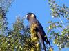 Yellow-tailed Black Cockatoo (Calyptorhynchus funereus) - Wiki